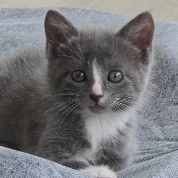 Milo (RED COLLAR) -  Domestic Short Hair Cat for Adoption in East Hanover, New Jersey - Milo (RED COLLAR) | PetCurious