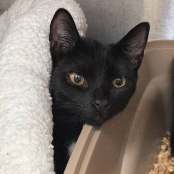 0837-C26 -  Domestic Short Hair Cat for Adoption in Port Charlotte, Florida - 0837-C26 | PetCurious