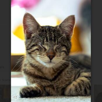 Rescue Domestic Short Hair Cats for Adoption in Morrison, Colorado - Frida Kahlo Dicke * Blind * | PetCurious