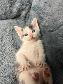 Parking Lot -  Domestic Short Hair Cat for Adoption in North Babylon, New York - Parking Lot | PetCurious