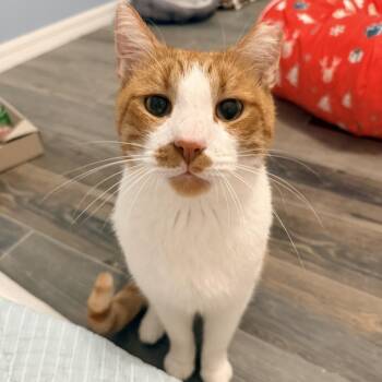 Sherbet -  Domestic Short Hair Cat for Adoption in Titusville, Florida - Sherbet | PetCurious