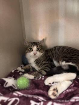 Squawk -  Domestic Short Hair Cat for Adoption in Pottsville, Pennsylvania - Squawk | PetCurious