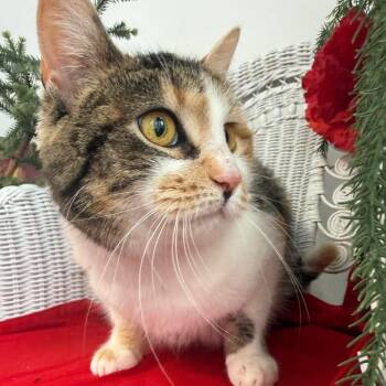 Domestic Short Hair Cats Available for Adoption - Mysterious Mabel 55881 | PetCurious