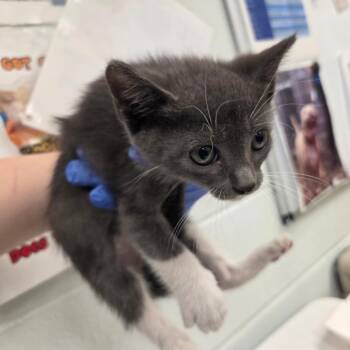 Biscuit Bulldog -  Domestic Short Hair Cat for Adoption in Chattanooga, Tennessee - Biscuit Bulldog | PetCurious