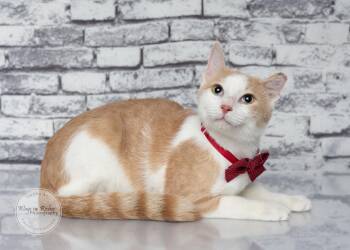 Wally -  Domestic Short Hair and Tabby Cat for Adoption in Tuscaloosa, Alabama - Wally | PetCurious
