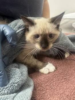 Druid -  Snowshoe Cat for Adoption in Sacramento, California - Druid | PetCurious