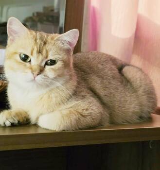 Amber our love - WOW British Shorthair - VIDEOS - EMERGENCY DOHA -  British Shorthair Cat for Adoption in Bedford Hills, New York - Amber Our Love - WOW British Shorthair - VIDEOS - EMERGENCY DOHA | PetCurious