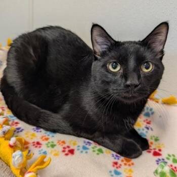 Tarot -  Domestic Short Hair Cat for Adoption in Rochester, Minnesota - Tarot | PetCurious