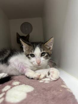 Rescue Domestic Short Hair Cats for Adoption in Hilton Head Island, South Carolina - Taz | PetCurious
