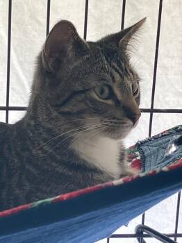 Domestic Short Hair Cats Available for Adoption in Lunenburg, Massachusetts - Ariel | PetCurious