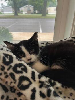 Pond -  Domestic Short Hair Cat for Adoption in Pierceton, Indiana - Pond | PetCurious