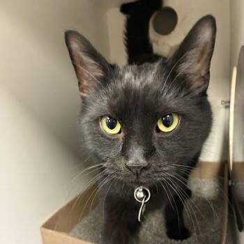 Domestic Short Hair Cats Available for Adoption - Noxie | PetCurious
