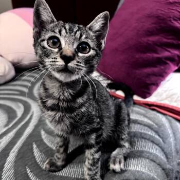Pua -  Domestic Short Hair Cat for Adoption in Brea, California - Pua | PetCurious