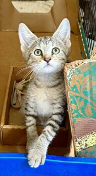 Whirlu Girl -  Domestic Short Hair and Tabby Cat for Adoption in Homestead, Florida - Whirlu Girl | PetCurious