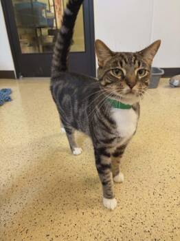 Tony -  Tabby Cat Available for Adoption in Muncie, Indiana - Tony | PetCurious