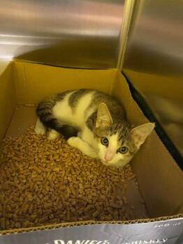 Cadabra -  Domestic Short Hair Cat for Adoption in Jackson, Tennessee - Cadabra | PetCurious