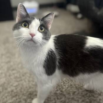 Rescue Domestic Short Hair Cats for Adoption in South Elgin, Illinois - Peeps | PetCurious