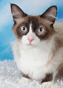 Snowshoe and Domestic Medium Hair Cats Available for Adoption - Daphne | PetCurious