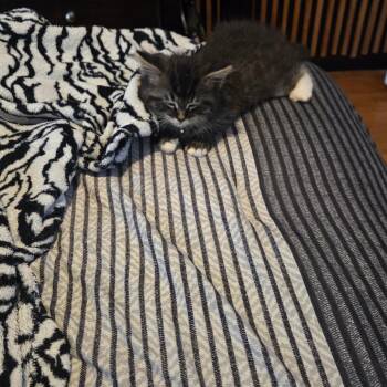 Domestic Long Hair Cats Available for Adoption - Cleo | PetCurious