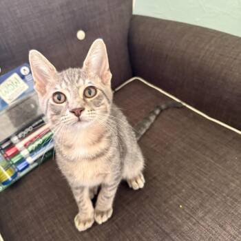 Expo -  Domestic Short Hair Cat for Adoption in Milan, Illinois - Expo | PetCurious