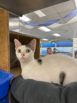 Daphne -  Domestic Short Hair Cat for Adoption in Corpus Christi, Texas - Daphne | PetCurious