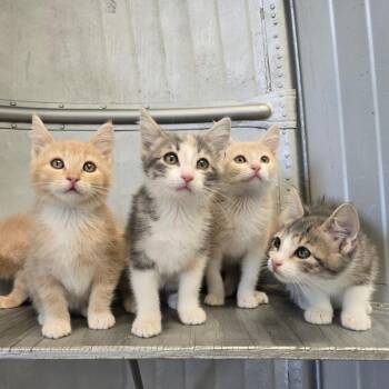 Hyundai -  Domestic Short Hair Cat for Adoption in Wickenburg, Arizona - Hyundai | PetCurious