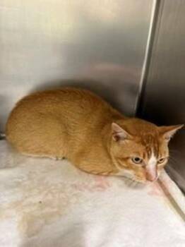 A533730 -  Domestic Short Hair Cat for Adoption in St. Peters, Missouri - A533730 | PetCurious
