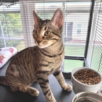 Venus -  Domestic Short Hair Cat for Adoption in Chapel Hill, North Carolina - Venus | PetCurious
