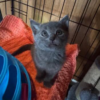 Maeve -  Domestic Short Hair Cat for Adoption in Buellton, California - Maeve | PetCurious