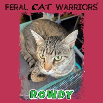 Rowdy -  Domestic Short Hair Cat for Adoption in Kingman, Arizona - Rowdy | PetCurious