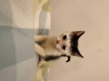 Bowlcut -  American Shorthair Cat for Adoption in Randolph, Alabama - Bowlcut | PetCurious
