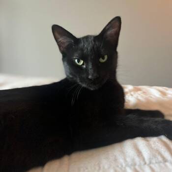 Tang -  Domestic Short Hair Cat for Adoption in Puslinch, Ontario - Tang | PetCurious