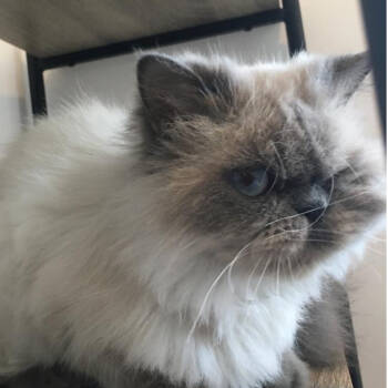 Rescue Siamese Cats for Adoption in Merrifield, Virginia - Miss Mocha Kuwait | PetCurious