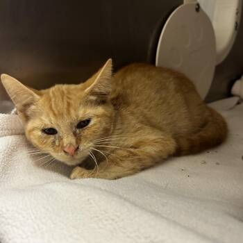 Lightning Rod -  Domestic Short Hair Cat for Adoption in Spruce Pine, North Carolina - Lightning Rod | PetCurious