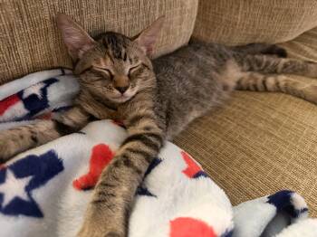 Rescue Domestic Short Hair Cats for Adoption in Shreveport, Louisiana - Betty | PetCurious