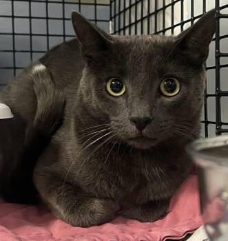 Axel -  Domestic Short Hair Cat for Adoption in Johnston, Rhode Island - Axel | PetCurious