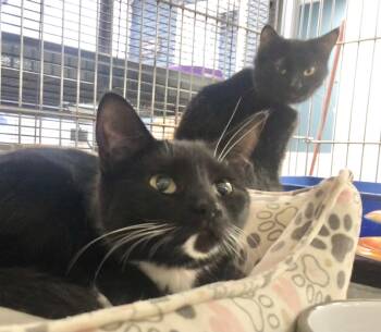 Domestic Short Hair Cats Available for Adoption - Willow | PetCurious