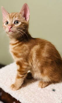 Rescue Domestic Short Hair Cats for Adoption in Antioch, California - Dennis | PetCurious