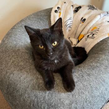 Rescue Domestic Short Hair Cats for Adoption in Goshen, Indiana - Ozzie | PetCurious