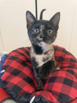 Xena, Warrior Princess -  Domestic Short Hair Cat for Adoption in Frisco, Texas - Xena, Warrior Princess | PetCurious