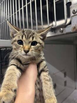 Rescue Domestic Short Hair Cats for Adoption in Greensburg, Indiana - Bippy | PetCurious