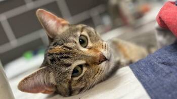 Domestic Short Hair and Tabby Cats Available for Adoption - Nashville Barrera | PetCurious