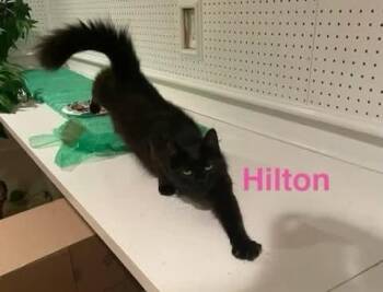 Hilton -  Domestic Medium Hair Cat for Adoption in Manchester, Maryland - Hilton | PetCurious