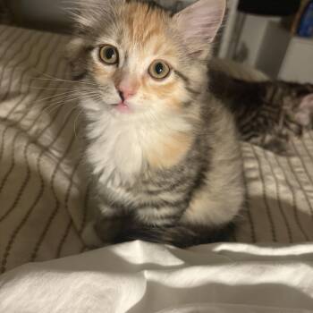 Tiny -  Domestic Medium Hair Cat for Adoption in Davis, California - Tiny | PetCurious