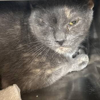 Mandy -  Domestic Short Hair Cat for Adoption in Bristol, Indiana - Mandy | PetCurious