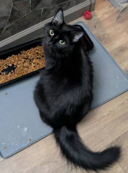 Rescue Domestic Medium Hair Cats for Adoption in Cincinnati, Ohio - Brandi | PetCurious