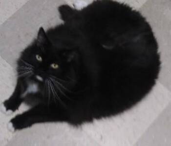 Domestic Long Hair Cats Available for Adoption - Jasmine | PetCurious