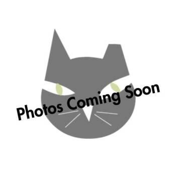 Cassandra -  Domestic Long Hair Cat for Adoption in Mount Rainier, Maryland - Cassandra | PetCurious