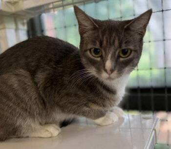 Circe -  Domestic Short Hair Cat for Adoption in Midland, Virginia - Circe | PetCurious