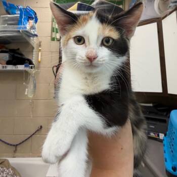 Emperor -  Domestic Short Hair Cat for Adoption in Troy, Virginia - Emperor | PetCurious